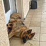 dog, german_shepherd, lying_down, door, tile_floor, outdoor, animal, pet, fur, ears, tail, resting, brown, black, canine, side_view, house, wall, door_frame, relaxed