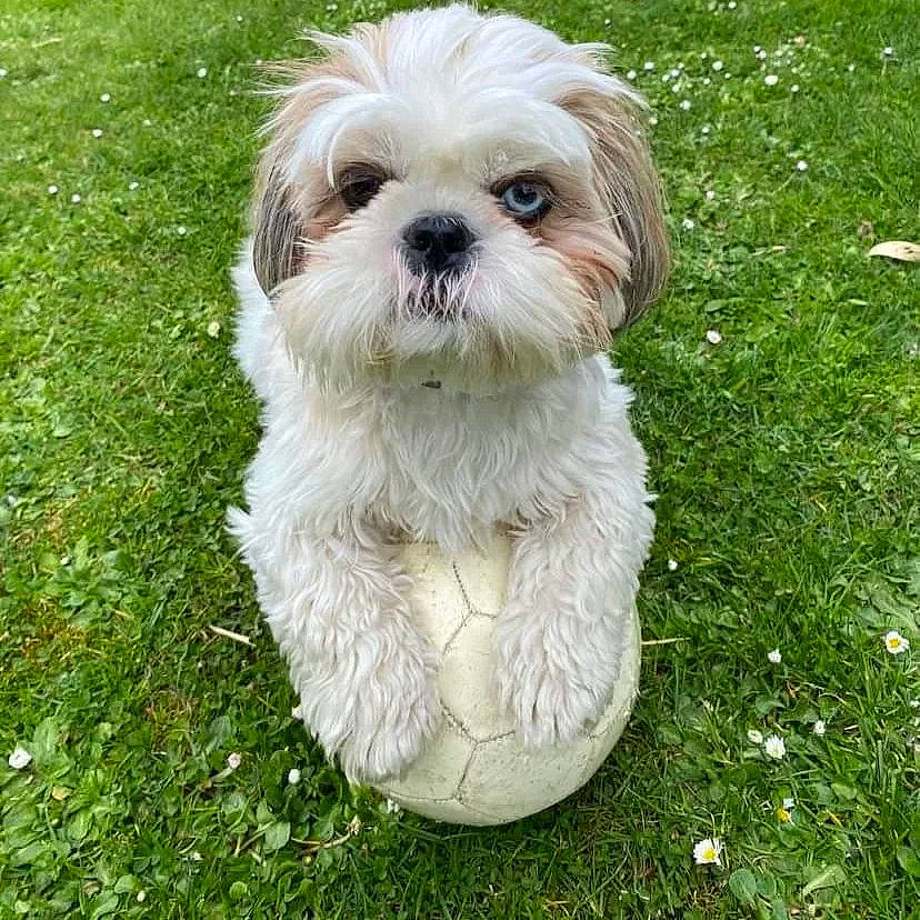 Rosie participe au concours pour gagner de l'argent avec cette photo : carnivore, companion_dog, dog, dog_breed, dog_supply, fawn, fur, grass, groundcover, liver, mal_shi, plant, shih_tzu, small_terrier, snout, sporting_group, terrier, toy_dog, water_dog, working_animal