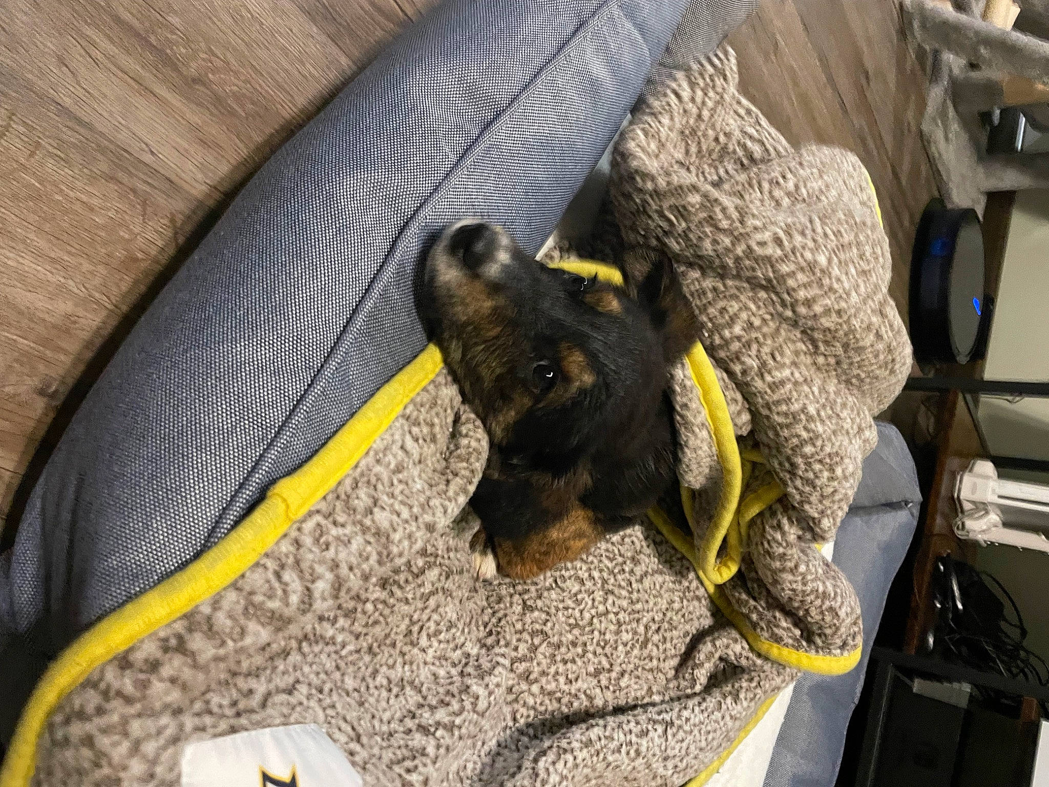 Bjorn is registered to the contest to win money with this photo: auto_part, automotive_tire, bag, canidae, carnivore, claw, collar, comfort, companion_dog, denim, dog, dog_breed, fawn, grey, guard_dog, sporting_group, trunk, vehicle_door, wood, working_animal