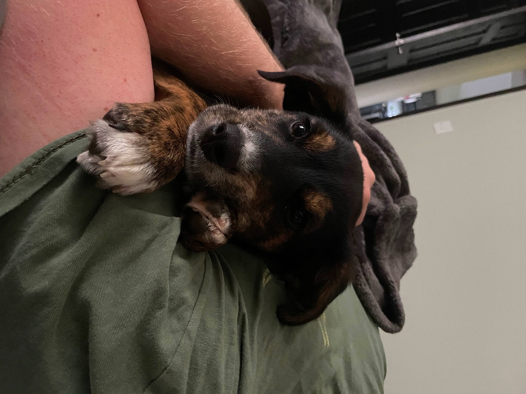 Bjorn joined the competition — help win amazing prizes! canidae, carnivore, comfort, companion_dog, dog, dog_breed, fawn, fur, gesture, guard_dog, human_leg, non_sporting_group, paw, sighthound, snout, sporting_group, street_dog, whiskers, working_animal, working_dog