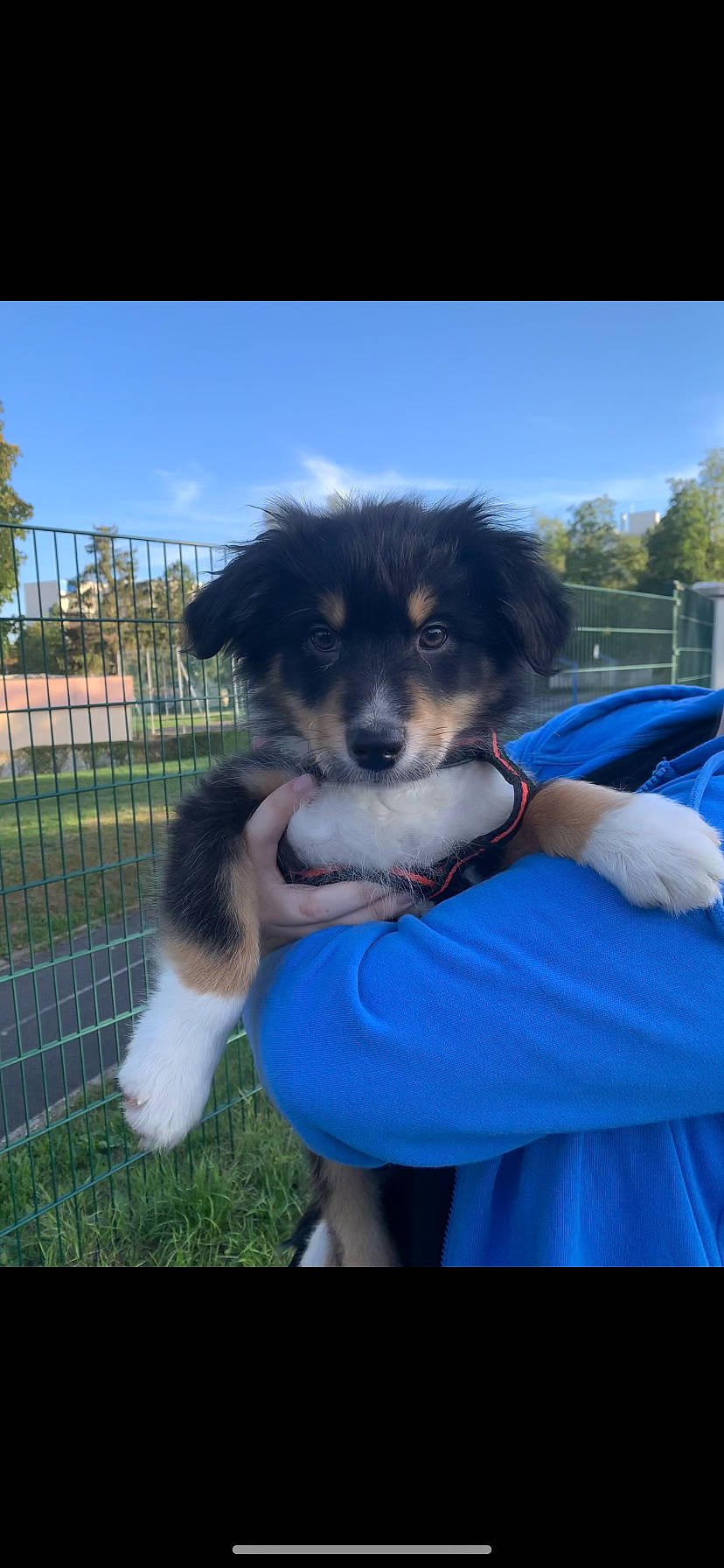 Tokyo a rejoint le concours — aidez-le/la à gagner de superbes lots ! blue, carnivore, cloud, companion_dog, dog, dog_breed, dog_sports, electric_blue, fence, fun, gesture, grass, happy, herding_dog, leisure, plant, sky, snout, sporting_group, tree