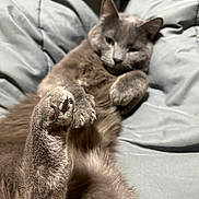 Nugget is registered to the contest to win money with this photo: cat, grey_cat, paw, claws, blanket, bed, bedding, fur, whiskers, feline, pet, close_up, portrait, relaxed, lounging, indoor, sleepy, stretched, paw_pad, cute