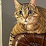 cat, tabby, wide_eyes, leather_chair, indoor, feline, pet, curious, collar, bell, striped, whiskers, ears, close_up, animal, mammal, fur, alert, seated, domestic_cat