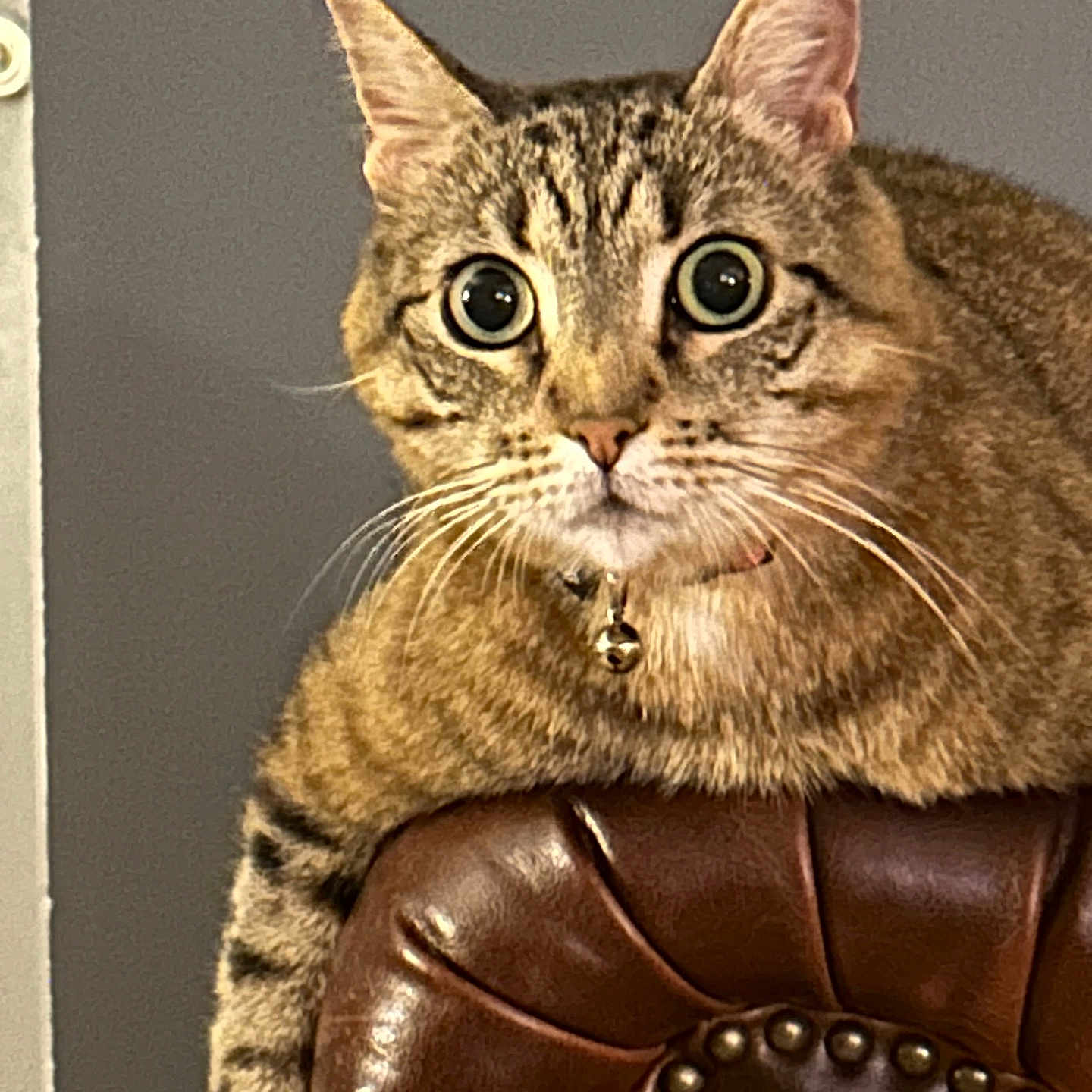 Simba a rejoint le concours — aidez-le/la à gagner de superbes lots ! alert, animal, bell, cat, close_up, collar, curious, domestic_cat, ears, feline, fur, indoor, leather_chair, mammal, pet, seated, striped, tabby, whiskers, wide_eyes