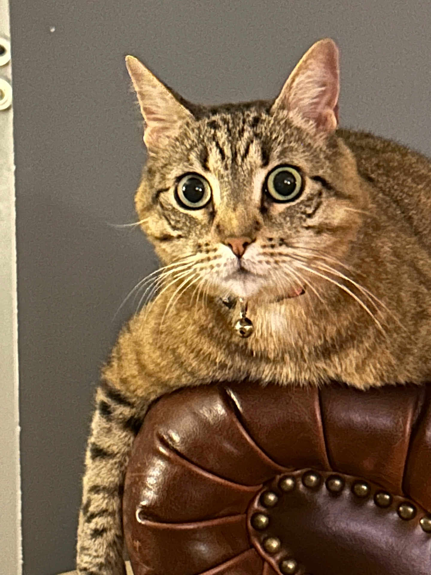 Simba