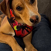 Winnie Cooper is registered to the contest to win money with this photo: animal, brown_dog, canine, close_up, companion, couch, cute, dog, domestic, ears, fur, harness, indoor, looking_up, paws, person, pet, red_harness, relaxed, snout