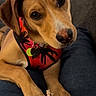 animal, brown_dog, canine, close_up, companion, couch, cute, dog, domestic, ears, fur, harness, indoor, looking_up, paws, person, pet, red_harness, relaxed, snout