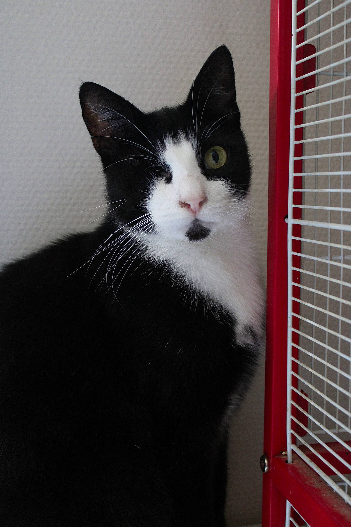 Pirate a rejoint le concours — aidez-le/la à gagner de superbes lots ! carnivore, cat, domestic_short_haired_cat, felidae, fur, monochrome_photography, pet_supply, small_to_medium_sized_cats, snout, tail, whiskers, window