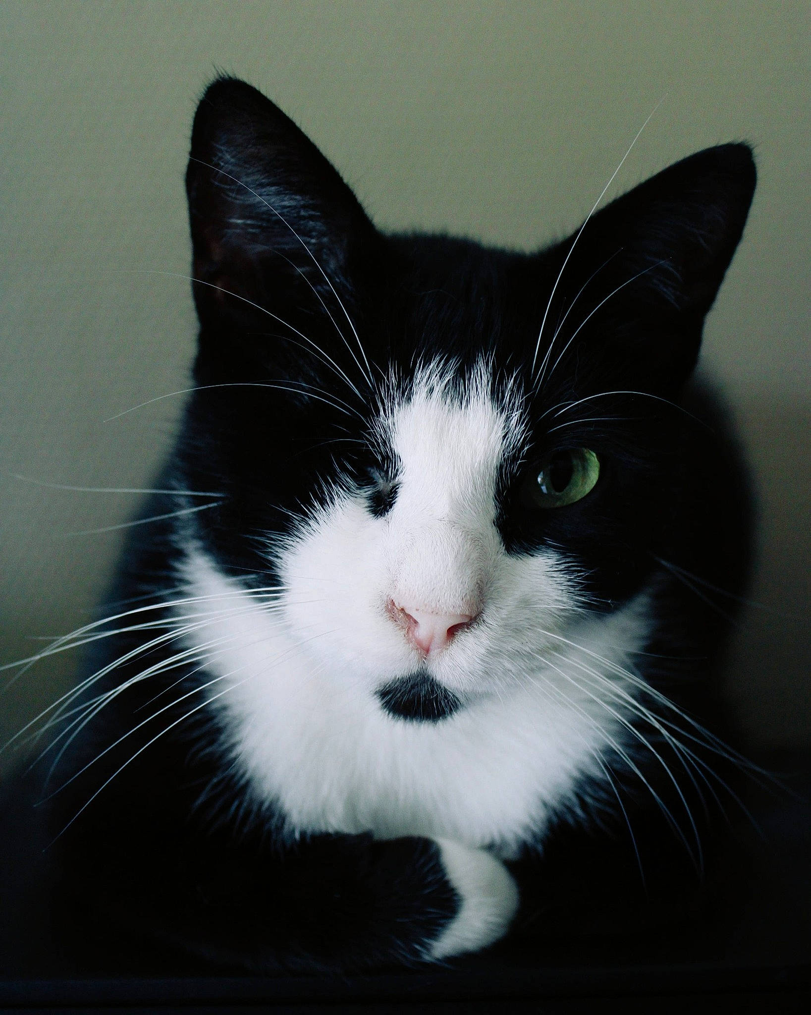 Pirate participe au concours pour gagner de l'argent avec cette photo : carnivore, cat, comfort, domestic_short_haired_cat, felidae, fur, head, human_body, monochrome_photography, paw, sitting, small_to_medium_sized_cats, snout, tail, tree, whiskers, window