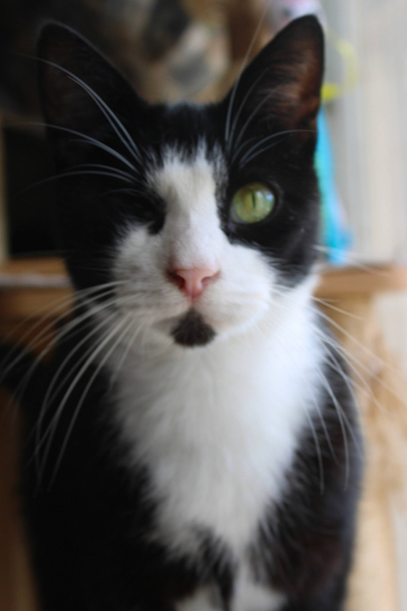 Pirate participe au concours pour gagner de l'argent avec cette photo : carnivore, cat, domestic_short_haired_cat, felidae, fur, iris, mammal, small_to_medium_sized_cats, snout, whiskers