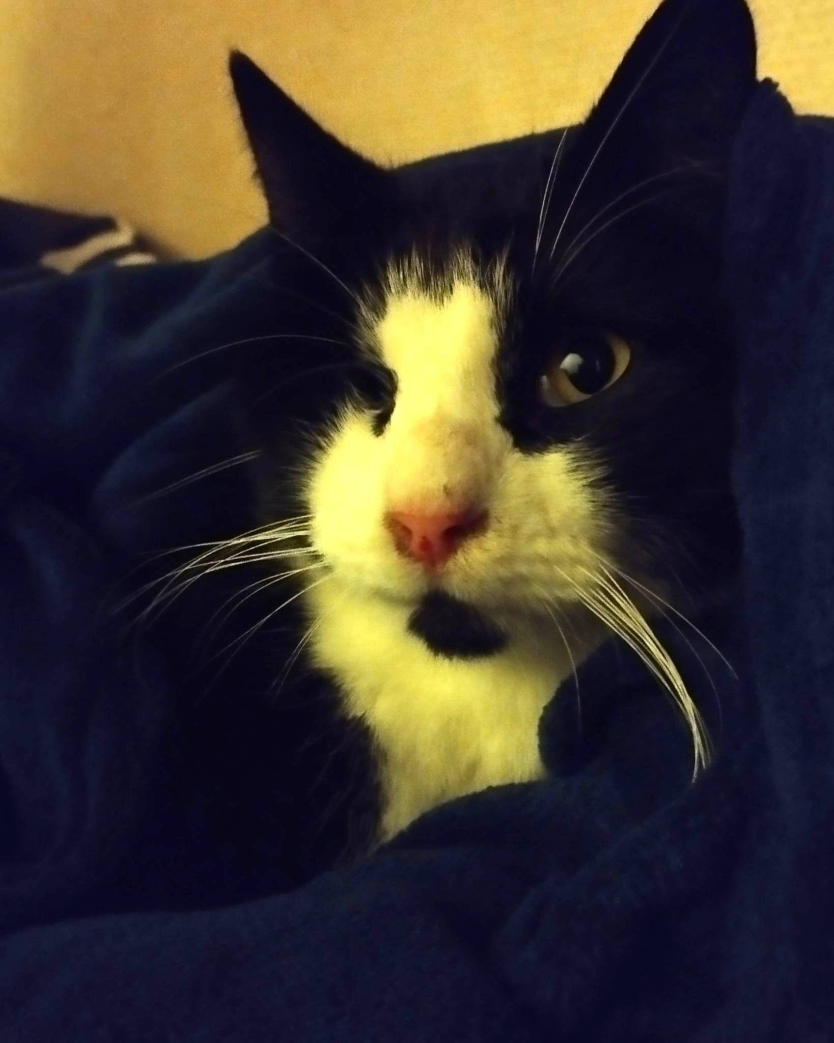 Pirate a rejoint le concours — aidez-le/la à gagner de superbes lots ! carnivore, cat, comfort, domestic_short_haired_cat, electric_blue, eye, felidae, fur, meteorological_phenomenon, paw, sky, small_to_medium_sized_cats, snout, square, tail, whiskers