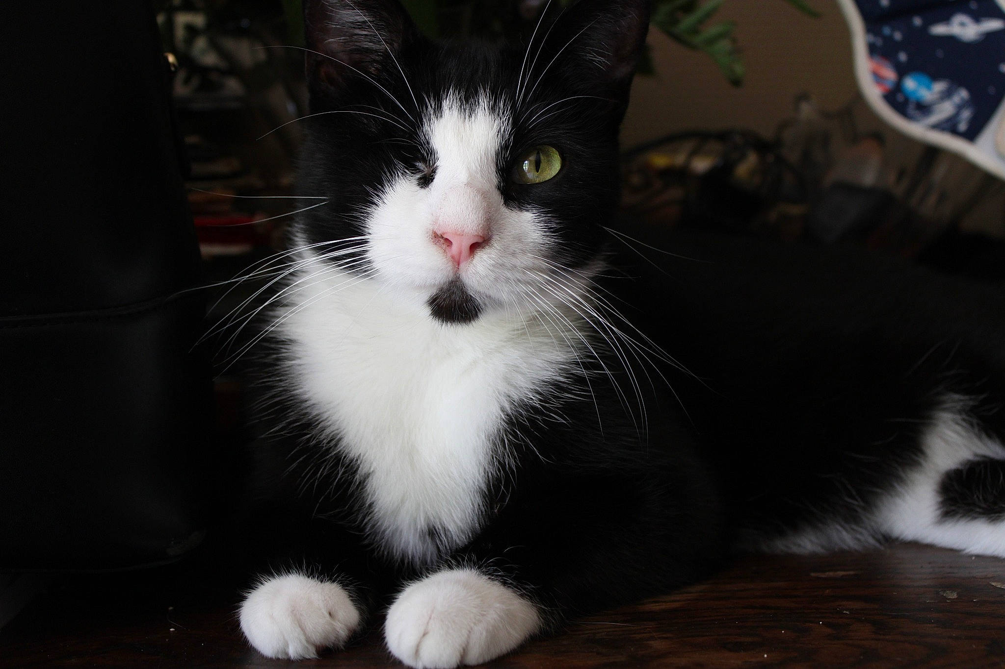Pirate a rejoint le concours — aidez-le/la à gagner de superbes lots ! black_cat, carnivore, cat, claw, domestic_short_haired_cat, felidae, flooring, foot, fur, human_leg, monochrome, monochrome_photography, paw, sitting, small_to_medium_sized_cats, snout, tail, terrestrial_animal, whiskers