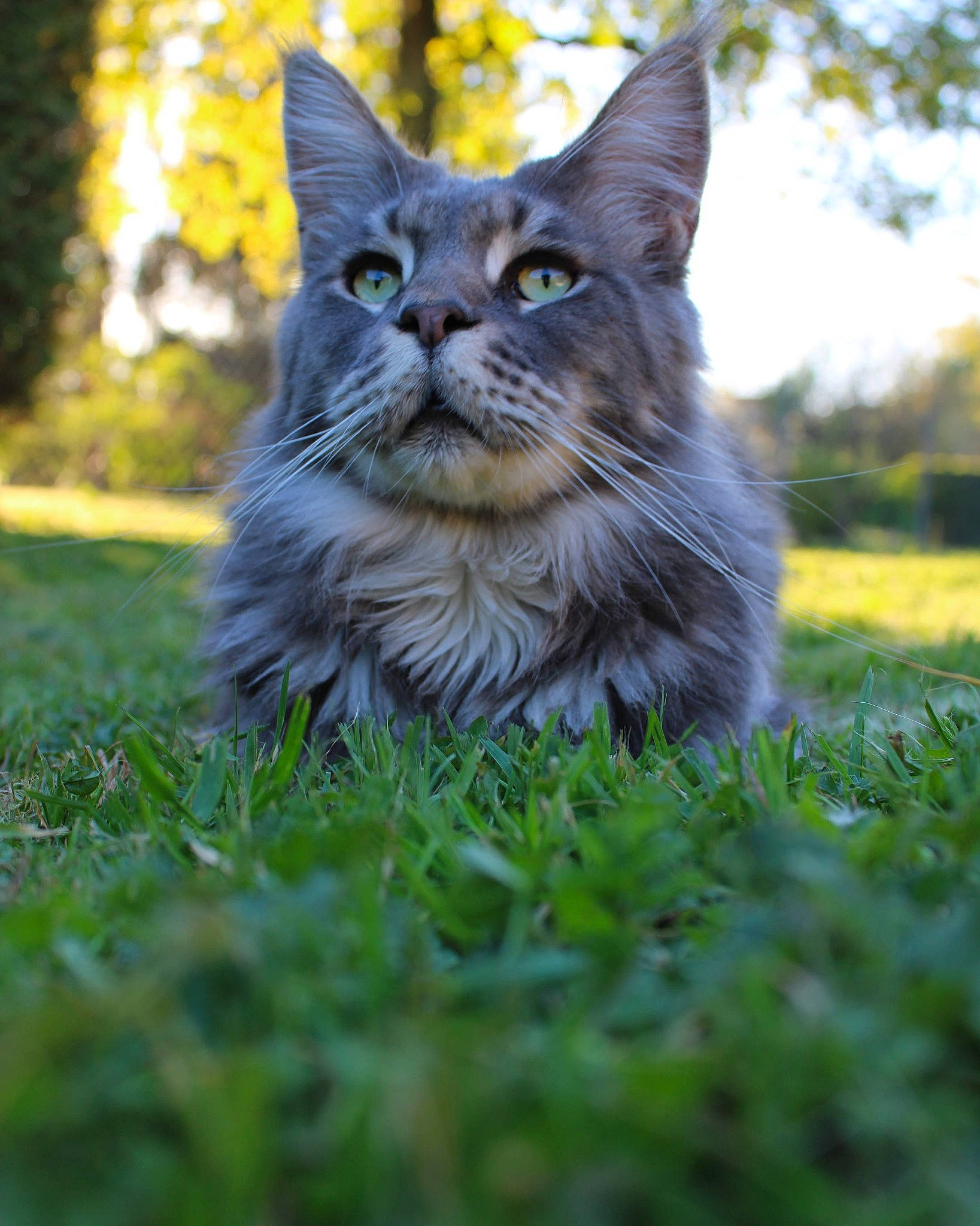 Kovu participe au concours pour gagner de l'argent avec cette photo : carnivore, cat, domestic_short_haired_cat, electric_blue, fawn, felidae, fur, grass, groundcover, lawn, leaf, plant, small_to_medium_sized_cats, snout, tail, terrestrial_animal, tree, trunk, whiskers, wood