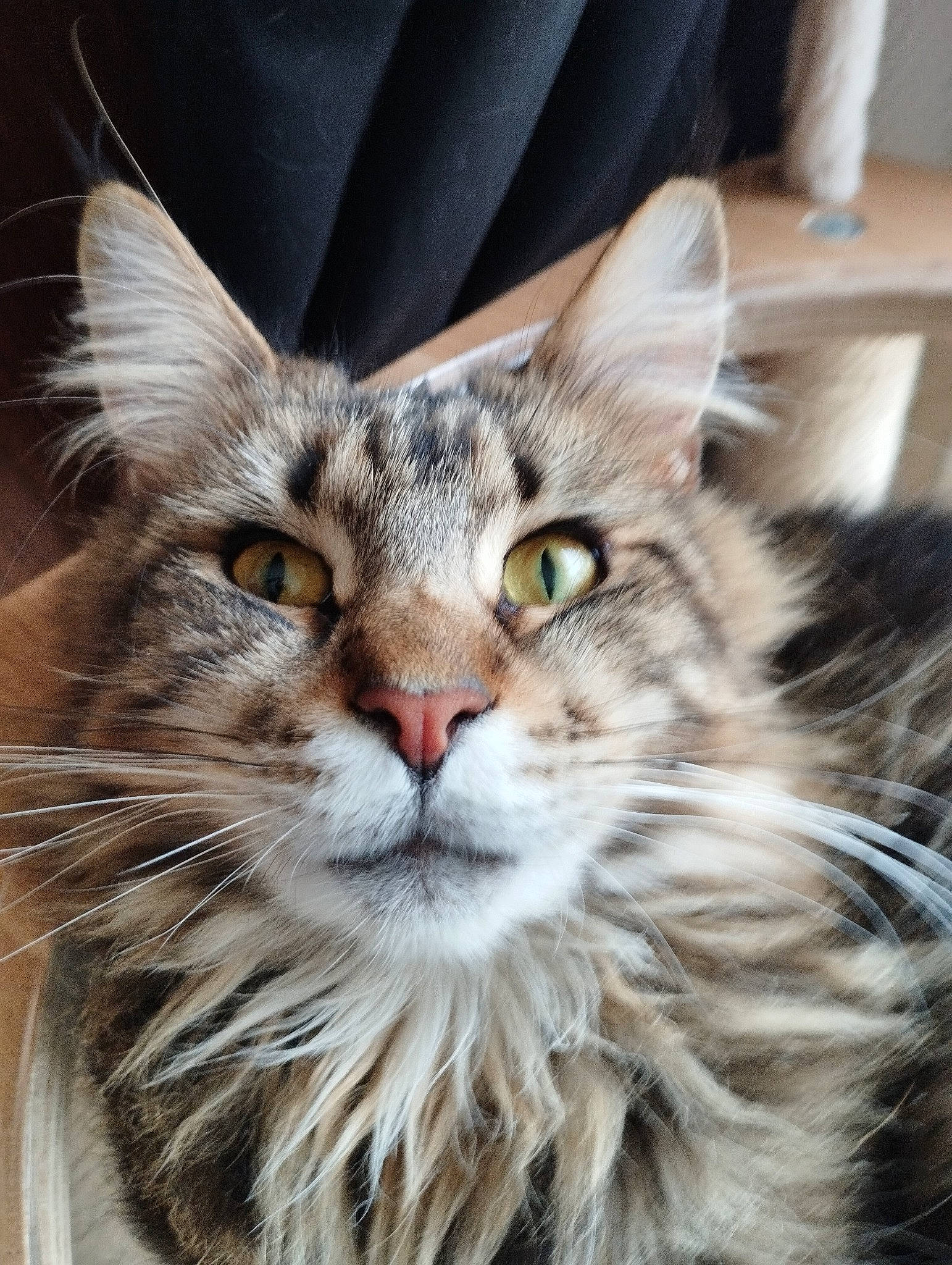 Kiara participe au concours pour gagner de l'argent avec cette photo : carnivore, cat, claw, domestic_short_haired_cat, felidae, fur, maine_coon, paw, small_to_medium_sized_cats, snout, terrestrial_animal, whiskers