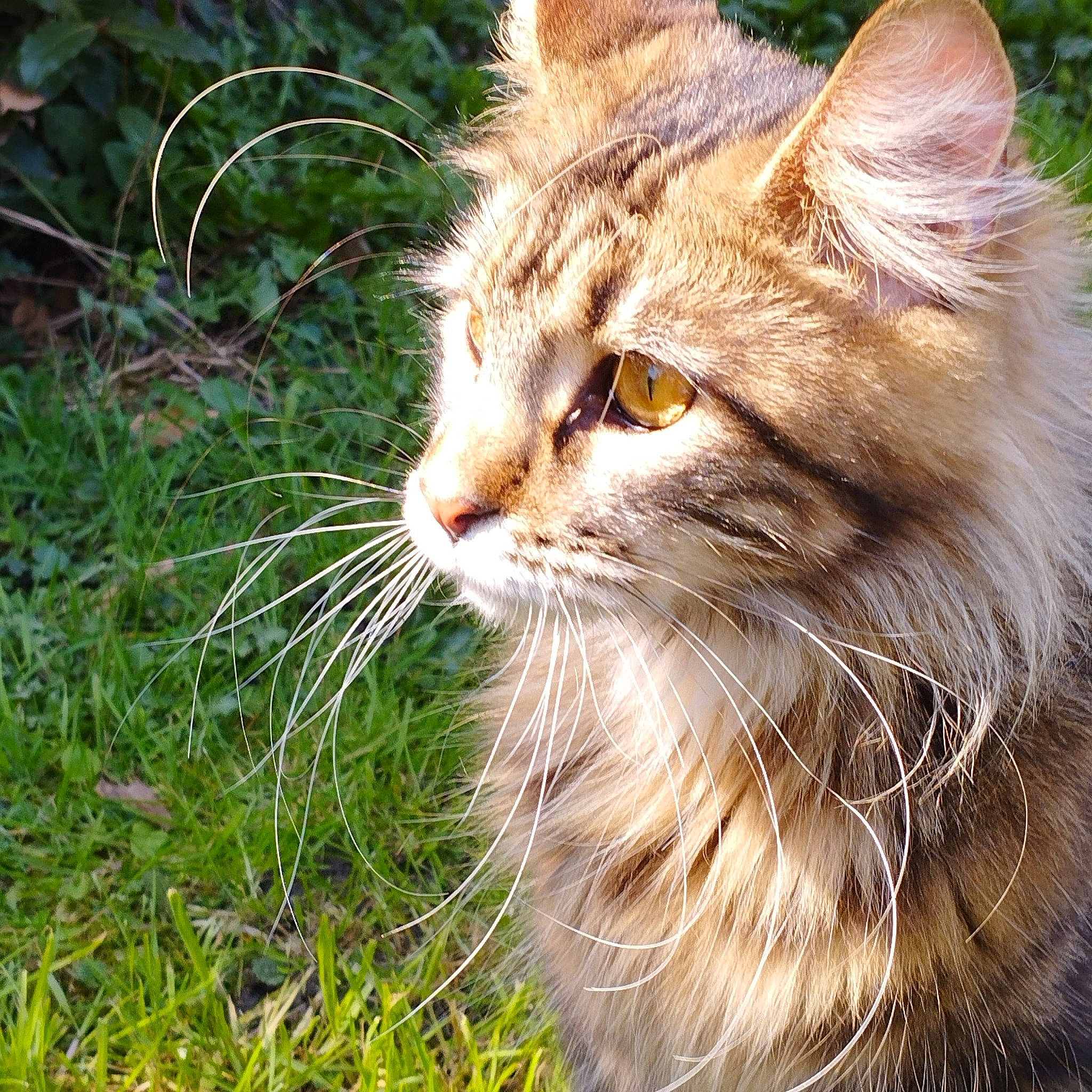 Kiara a rejoint le concours — aidez-le/la à gagner de superbes lots ! carnivore, cat, domestic_short_haired_cat, eye, fawn, felidae, fur, grass, laperm, maine_coon, plant, siberian, small_to_medium_sized_cats, snout, tail, terrestrial_animal, tree, whiskers, wildlife