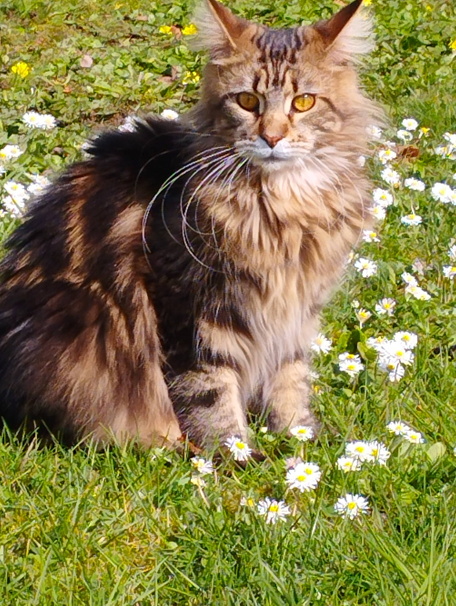 Kiara participe au concours pour gagner de l'argent avec cette photo : camomile, carnivore, cat, domestic_short_haired_cat, fawn, felidae, flower, grass, grassland, green, groundcover, maine_coon, petal, plant, small_to_medium_sized_cats, snout, tail, terrestrial_animal, tree, whiskers