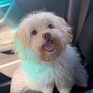 Bailey is registered to the contest to win money with this photo: dog, white, fluffy, pet, car, car_seat, happy, cute, animal, fur, small_dog, indoor, looking_up, mouth_open, sitting, companion, adorable, friendly, canine, domestic_animal