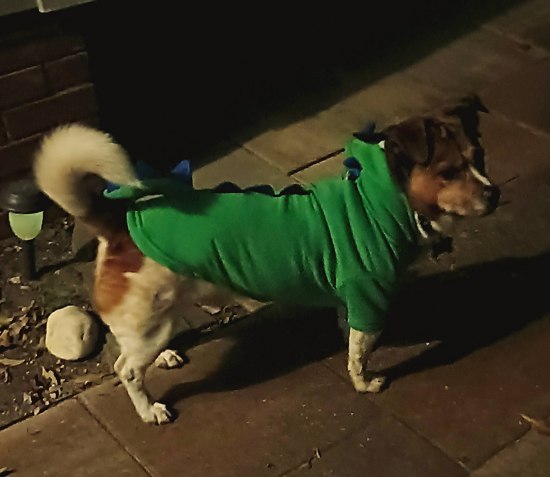 Doogle joined the competition — help win amazing prizes! canidae, carnivore, collar, companion_dog, dog, dog_breed, dog_clothes, dog_collar, dog_supply, fawn, flooring, fur, leash, pet_supply, snout, sporting_group, sportswear, tail, toy_dog, working_animal