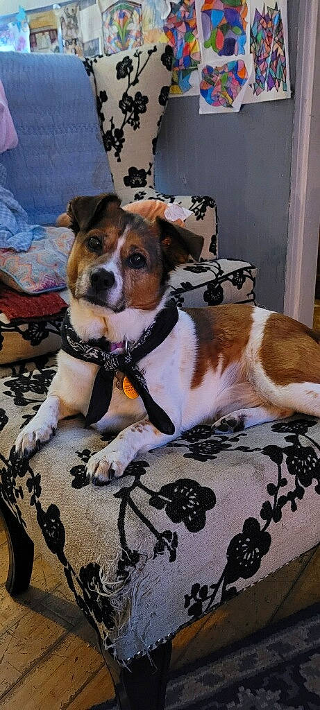 Doogle joined the competition — help win amazing prizes! ancient_dog_breeds, carnivore, chair, collar, comfort, companion_dog, couch, dog, dog_breed, dog_supply, flooring, fur, furniture, linens, paw, picture_frame, puppy, terrier, whiskers, working_animal