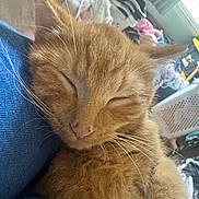 Nugget is registered to the contest to win money with this photo: cat, kitten, ginger_cat, sleeping, fluffy, whiskers, ears, closed_eyes, pet, animal, cute, relaxed, cozy, lap, indoor, portrait, close_up, fur, orange, peaceful