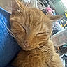 cat, kitten, ginger_cat, sleeping, fluffy, whiskers, ears, closed_eyes, pet, animal, cute, relaxed, cozy, lap, indoor, portrait, close_up, fur, orange, peaceful