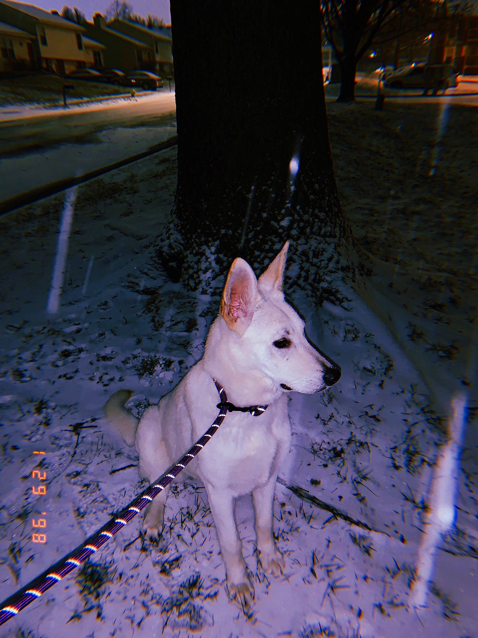 Ivory joined the competition — help win amazing prizes! berger_blanc_suisse, canidae, carnivore, dog, dog_breed, fawn, kishu, korean_jindo_dog, mammal, non_sporting_group, norwegian_buhund, vertebrate, white_shepherd