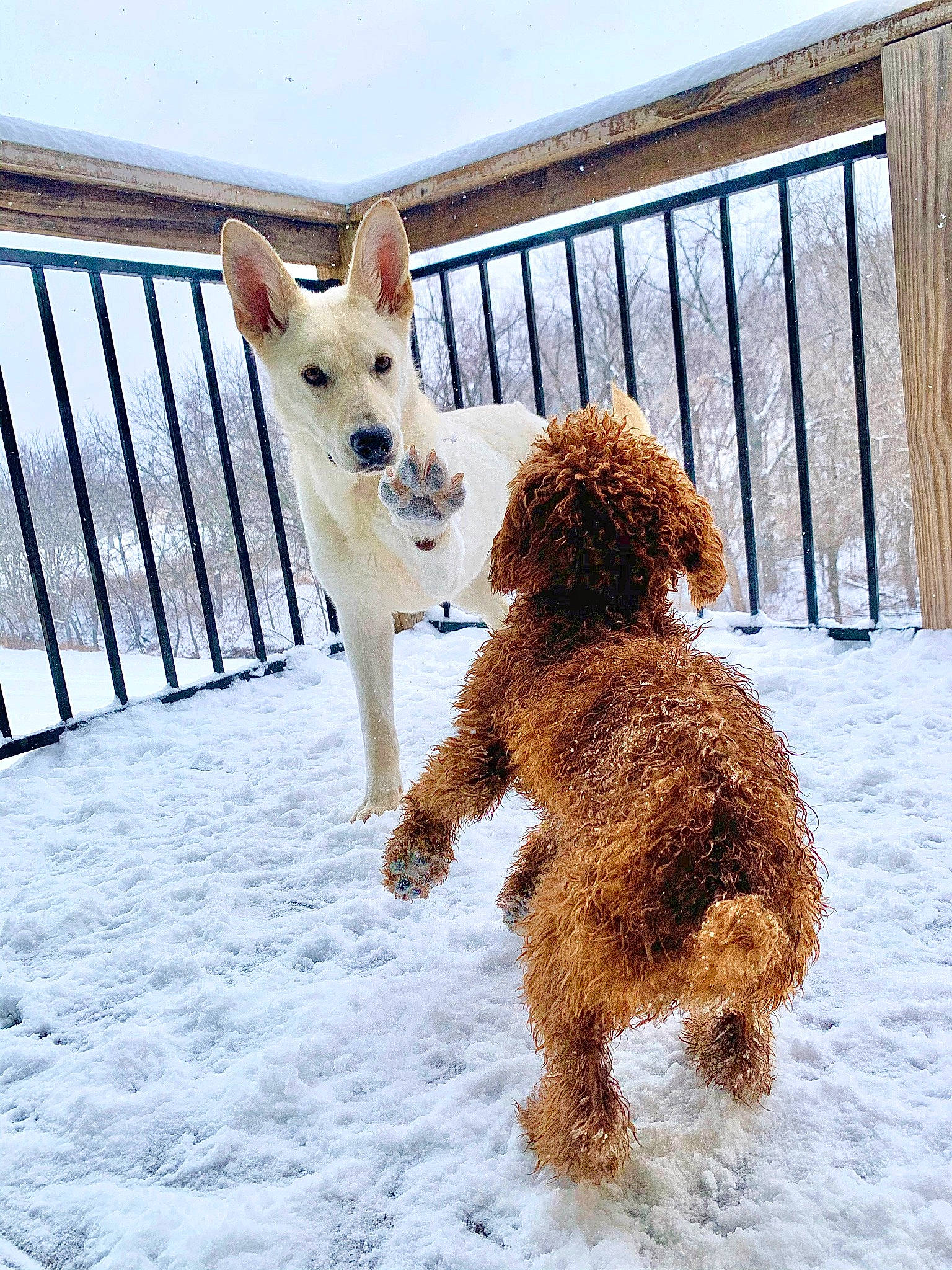 Ivory is registered to the contest to win money with this photo: alpaca, canidae, carnivore, companion_dog, dog, dog_breed, dog_walking, fawn, irish_terrier, mammal, non_sporting_group, poodle, portuguese_podengo, snow, sporting_group, terrier, vertebrate, winter