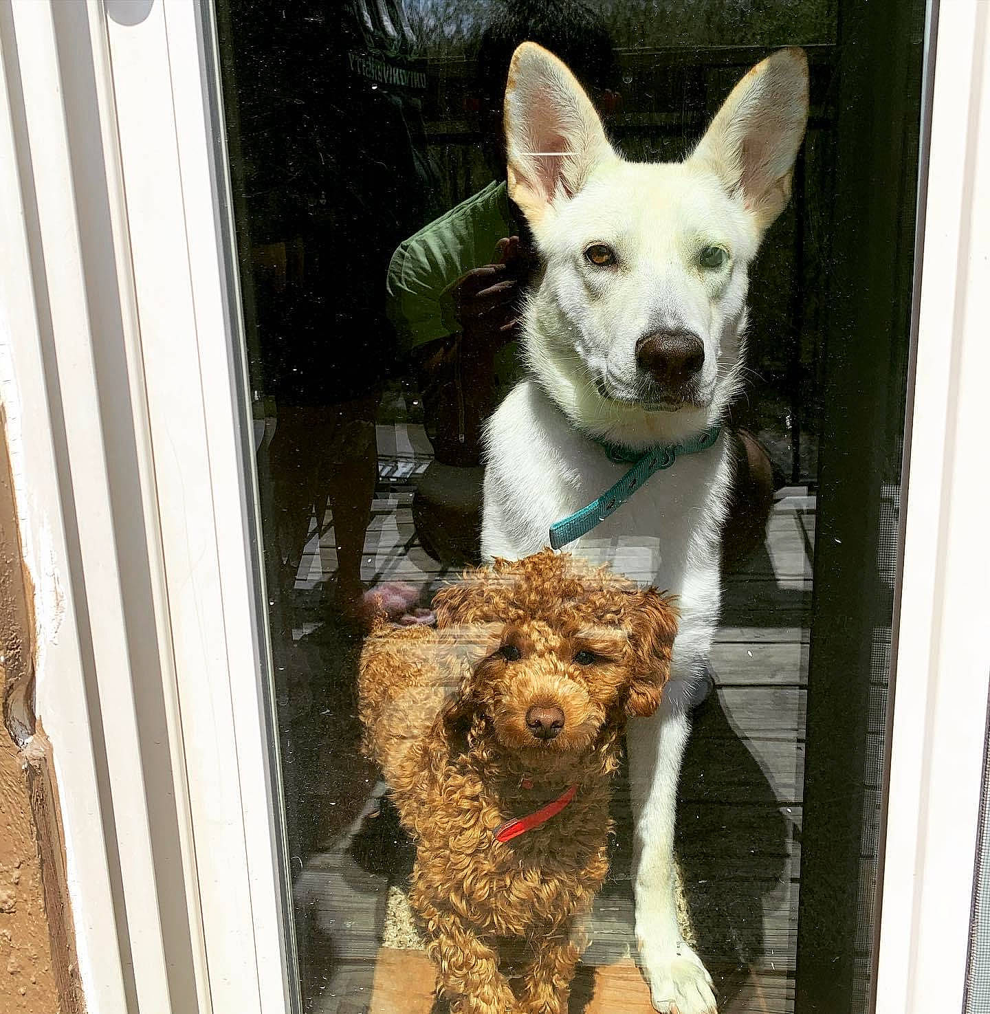 Ivory is registered to the contest to win money with this photo: canidae, carnivore, companion_dog, dog, dog_breed, door, mammal, mudi, rare_breed_dog, vertebrate, white_shepherd, working_dog