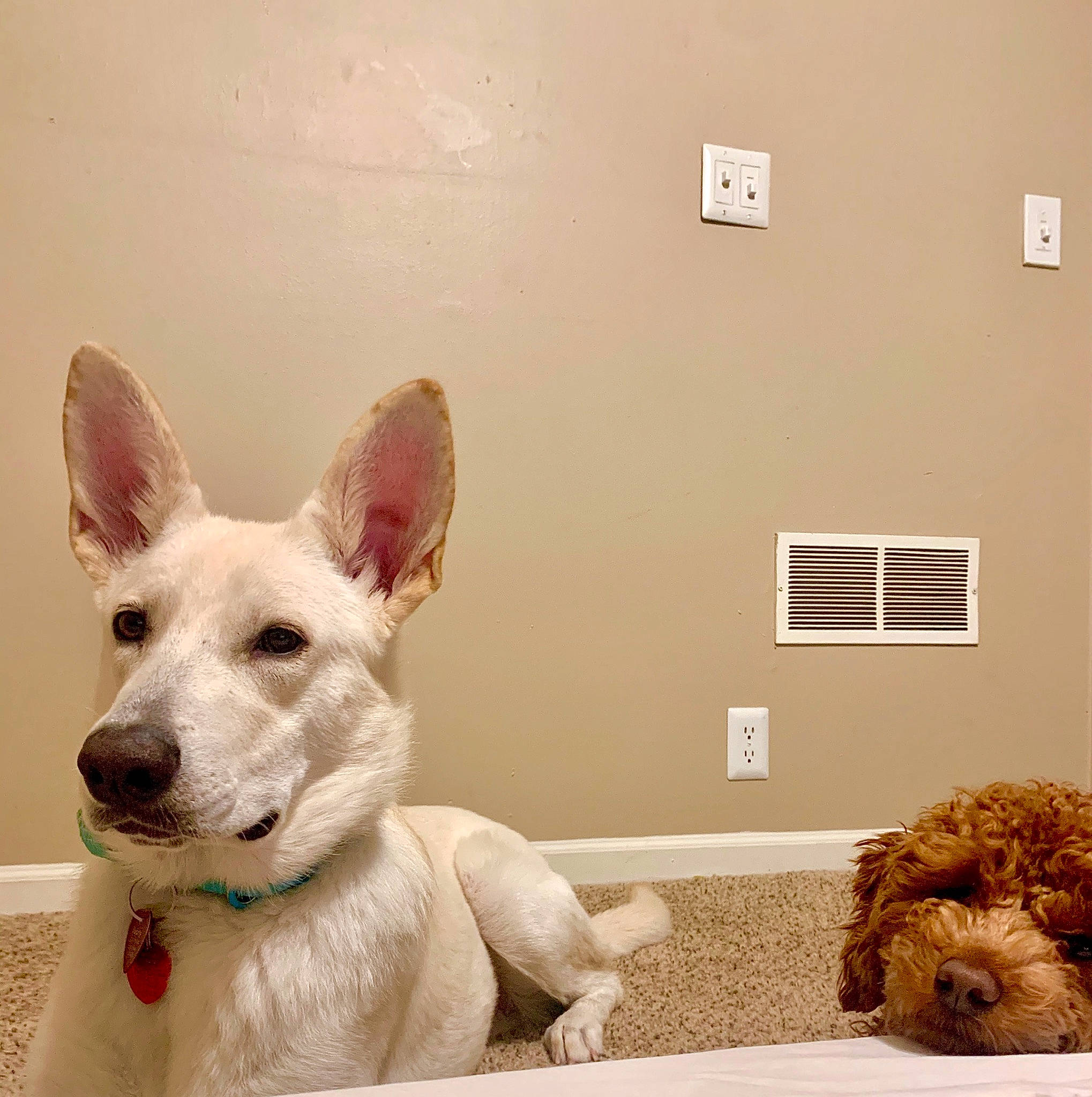 Ivory is registered to the contest to win money with this photo: berger_blanc_suisse, canidae, carnivore, companion_dog, dog, dog_breed, ear, german_shepherd_dog, mammal, non_sporting_group, rare_breed_dog, vertebrate, white_shepherd