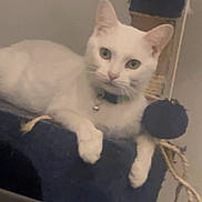 Lily is registered to the contest to win money with this photo: animal, cat, cat_tree, close_up, collar, cozy, curious, dangling_ball, domestic_cat, ears, feline, indoor, looking_at_camera, paws, pet, relaxed, resting, toy, whiskers, white_cat