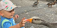 Tom is registered to the contest to win money with this photo: animal_interaction, birds, cap, child, dinosaur_pattern, ducks, feeding, goose, greenery, happy, hat, mickey_mouse, nature, outdoor, park, path, playful, sandals, shorts, toddler