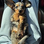 Zara is registered to the contest to win money with this photo: puppy, dog, dachshund, pet, lap, ears, fur, cute, animal, small, resting, person, clothing, casual, indoor, light, shadow, relaxed, looking, portrait
