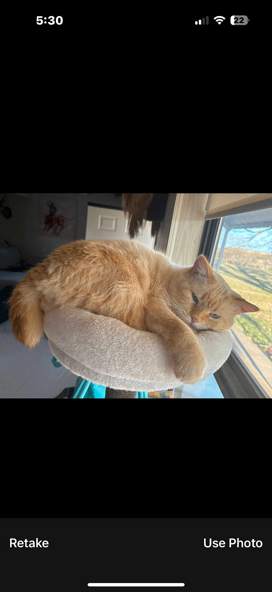 Simba joined the competition — help win amazing prizes! cat, ginger_cat, pet, window, sunlight, indoor, cozy, cat_bed, sleepy, fur, whiskers, paw, lounging, resting, feline, home, portrait, soft_fabric, ledge, relaxation