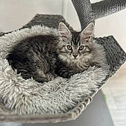 Bali is registered to the contest to win money with this photo: kitten, cat, tabby, feline, pet, resting, cozy, bed, shaggy, soft, fur, whiskers, ears, curious, indoor, hammock, woven, gray, cute, animal
