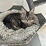 kitten, cat, tabby, feline, pet, resting, cozy, bed, shaggy, soft, fur, whiskers, ears, curious, indoor, hammock, woven, gray, cute, animal