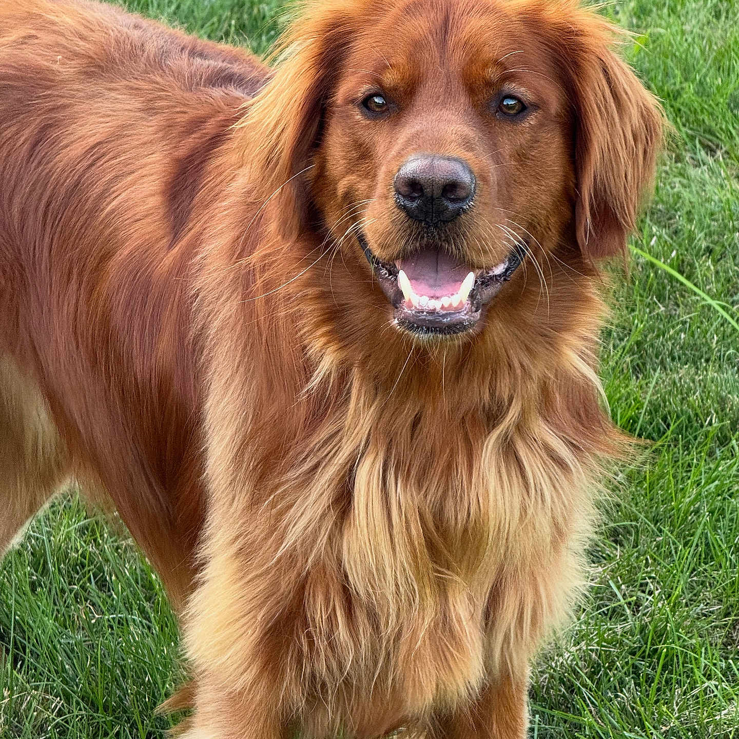 Hudson joined the competition — help win amazing prizes! animal, canine, dog, ears, eyes, friendly, fur, golden_retriever, grass, happy, mammal, mouth, nature, nose, outdoor, pet, portrait, smiling, standing, tongue