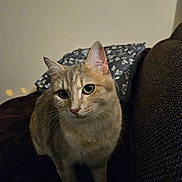 Kira a rejoint le concours — aidez-le/la à gagner de superbes lots ! cat, pet, indoor, animal, feline, curious, green_eyes, blanket, cushion, sofa, fur, whiskers, ears, domestic, cozy, resting, closeup, mammal, cute, portrait