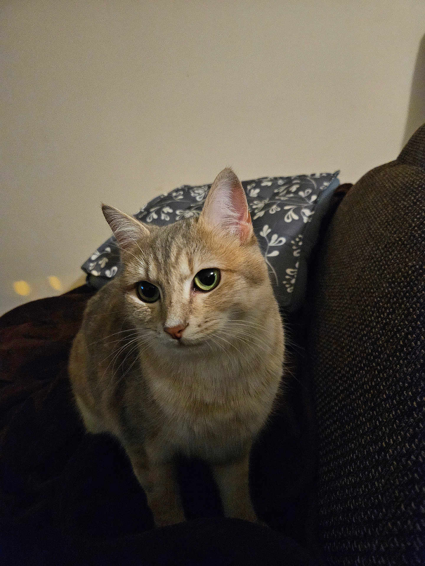 Kira a rejoint le concours — aidez-le/la à gagner de superbes lots ! cat, pet, indoor, animal, feline, curious, green_eyes, blanket, cushion, sofa, fur, whiskers, ears, domestic, cozy, resting, closeup, mammal, cute, portrait