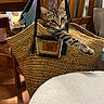 Kira a rejoint le concours — aidez-le/la à gagner de superbes lots ! cat, kitten, tabby, animal, pet, basket, woven_basket, sitting, lying_down, paw, whiskers, ears, eyes, striped_fur, indoor, dining_room, wooden_chairs, furniture, cozy, portrait