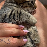 Kira participe au concours pour gagner de l'argent avec cette photo : cat, kitten, tabby, striped_fur, sleepy, cuddling, petting, human_hand, arms, whiskers, ears, paws, belly, fur, indoor, close_up, portrait, adorable, relaxed, tattoo
