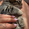 cat, kitten, tabby, striped_fur, sleepy, cuddling, petting, human_hand, arms, whiskers, ears, paws, belly, fur, indoor, close_up, portrait, adorable, relaxed, tattoo