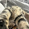 Kira participe au concours pour gagner de l'argent avec cette photo : cat, tabby_cat, furry, sleeping, cozy, blanket, bed, indoors, close_up, pet, animal, whiskers, blue_eyes, striped_fur, relaxed, cuddle, soft, portrait, nap, cute