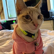 Copito a rejoint le concours — aidez-le/la à gagner de superbes lots ! animal, bed, cat, closeup, clothing, collar, comfort, cute, domestic, ears, eyes, feline, fur, hoodie, indoor, pet, pink, portrait, soft, whiskers