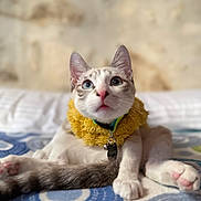 Copito a rejoint le concours — aidez-le/la à gagner de superbes lots ! cat, animal, pet, feline, collar, yellow_collar, bed, blanket, white_paws, tail, blue_eyes, indoor, cute, curious, sitting, fur, whiskers, ears, pink_nose, soft