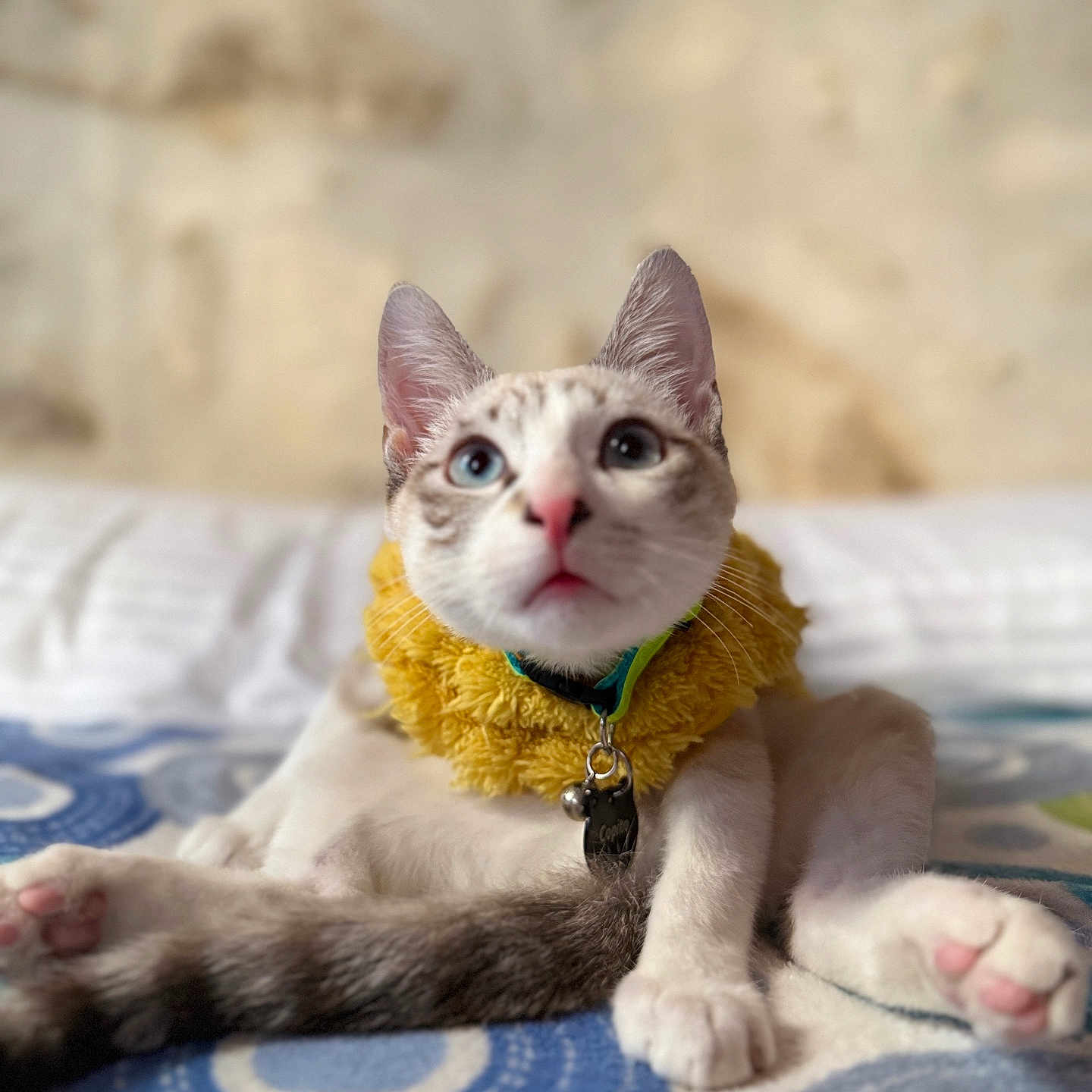 Copito a rejoint le concours — aidez-le/la à gagner de superbes lots ! animal, bed, blanket, blue_eyes, cat, collar, curious, cute, ears, feline, fur, indoor, pet, pink_nose, sitting, soft, tail, whiskers, white_paws, yellow_collar