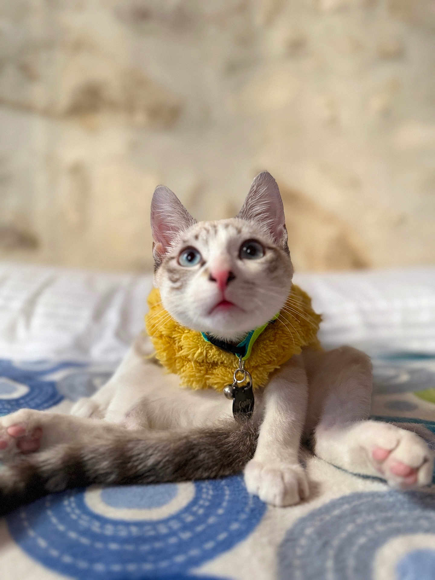 Copito a rejoint le concours — aidez-le/la à gagner de superbes lots ! cat, animal, pet, feline, collar, yellow_collar, bed, blanket, white_paws, tail, blue_eyes, indoor, cute, curious, sitting, fur, whiskers, ears, pink_nose, soft
