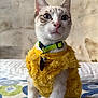 Copito participe au concours pour gagner de l'argent avec cette photo : animal, background_blur, bedspread, blue_eyes, cat, closeup, collar, curious, domestic, ears, feline, fur, indoor, patterned, pet, sitting, soft_light, tag, whiskers, yellow_sweater