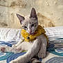 animal, bed, blanket, cat, close_up, cute, ears, fur, indoor, kitten, patterned_blanket, paw, pet, relaxed, sitting, stone_wall, tail, tongue_out, whiskers, yellow_collar