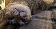 Ivy is registered to the contest to win money with this photo: cat, tabby, upside_down, lying_down, indoor, blanket, fur, whiskers, nose, ears, paw, door, wooden_door, wall, relaxed, pet, feline, closeup, home, curious