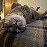 cat, tabby, upside_down, lying_down, indoor, blanket, fur, whiskers, nose, ears, paw, door, wooden_door, wall, relaxed, pet, feline, closeup, home, curious